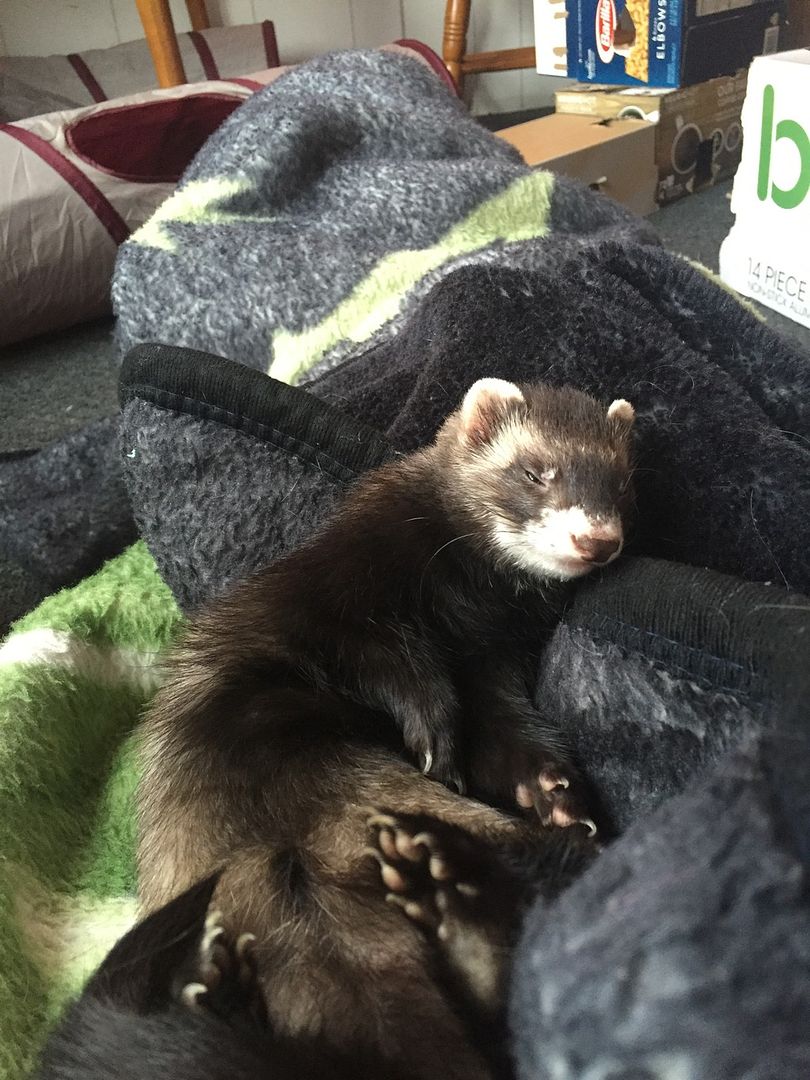 Ferret poop! The Holistic Ferret Forum